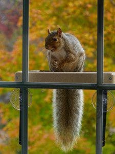 Squirrel